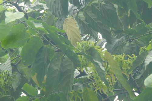Image of Cananga odorata by (c) Manoj Karingamadathil, some rights reserved (CC BY-SA)
