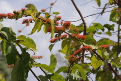 Combretum paniculatum
