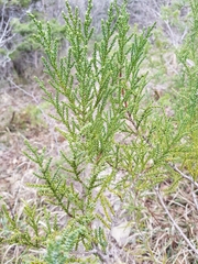 Juniperus foetidissima