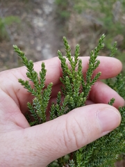 Juniperus foetidissima