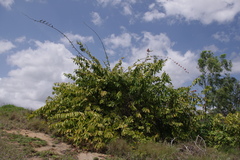 Combretum paniculatum