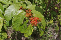 Combretum paniculatum