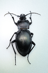 Carabus glabratus