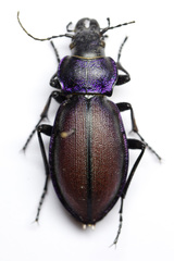 Carabus schoenherri