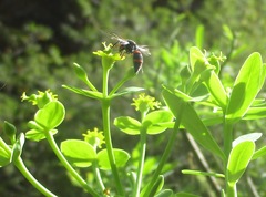 Ancistrocerus haematodes
