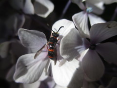 Ancistrocerus haematodes