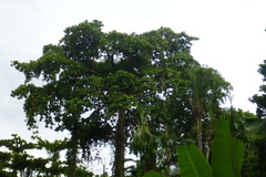 Terminalia kaernbachii