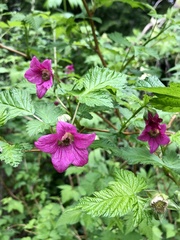 Salmonberry - Photo (c) Harry Hill, some rights reserved (CC BY-NC), uploaded by Harry Hill
