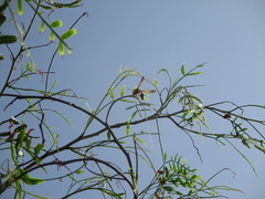 Delta dimidiatipenne