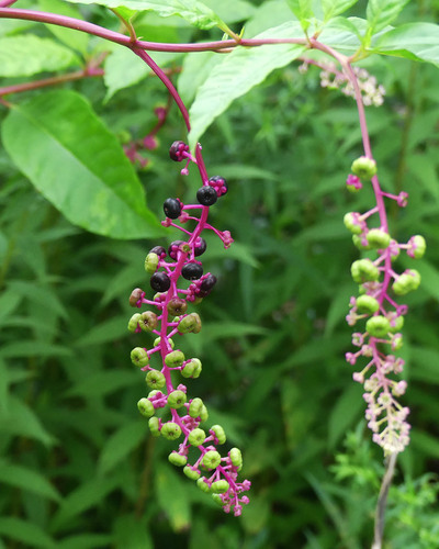 Phytolacca americana var. americana