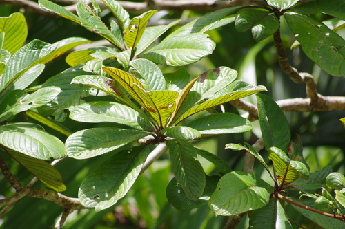 Terminalia kaernbachii, photograph 2
