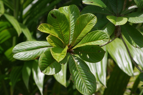 Okari-nut (Terminalia kaernbachii)