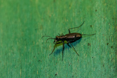 Cylindera germanica