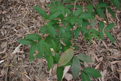 Combretum trifoliatum