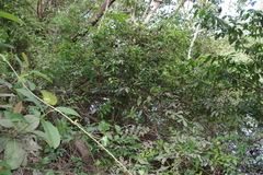Combretum trifoliatum