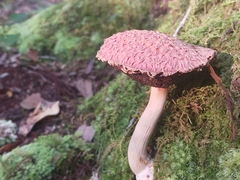 Boletellus ananas image