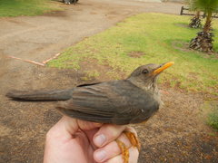 Turdus olivaceus