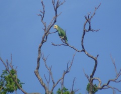 Amazona oratrix tresmariae