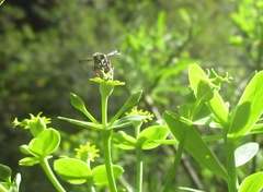 Ancistrocerus haematodes