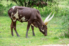 Bos indicus × taurus