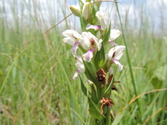 Brachycorythis conica