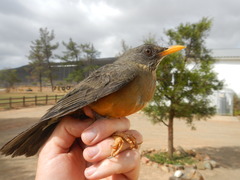 Turdus olivaceus