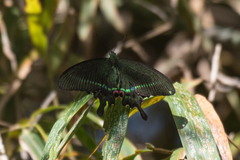 Papilio hermosanus