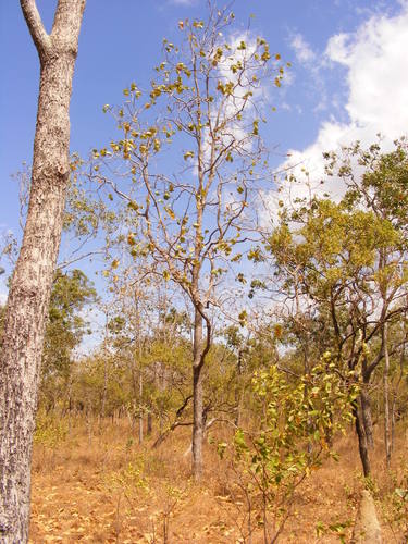 Terminalia platyphylla (Terminalia platyphylla)