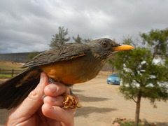 Turdus olivaceus