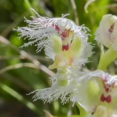 Huttonaea grandiflora