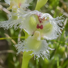 Huttonaea grandiflora