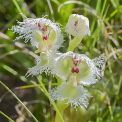 Huttonaea grandiflora