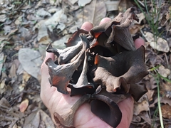 Craterellus fallax image