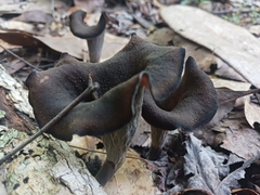 Craterellus fallax image