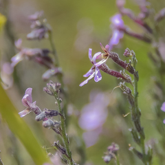 Jamesbrittenia pristisepala