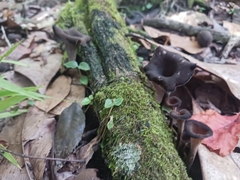 Craterellus fallax image