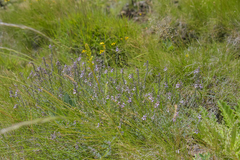 Jamesbrittenia pristisepala