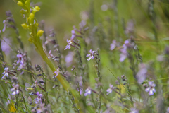 Jamesbrittenia pristisepala