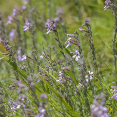 Jamesbrittenia pristisepala