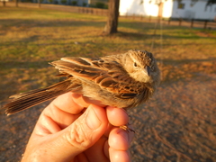 Emberiza impetuani