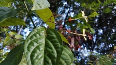 Clerodendrum laevifolium