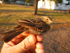 Emberiza impetuani