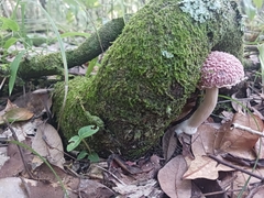 Boletellus ananas image