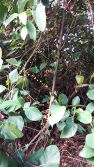 Ficus grossularioides