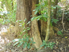 Terminalia microcarpa