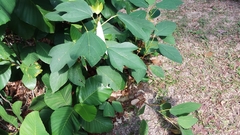 Ficus grossularioides