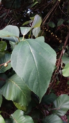 Ficus grossularioides