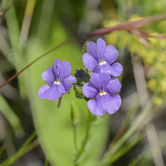 Nemesia caerulea
