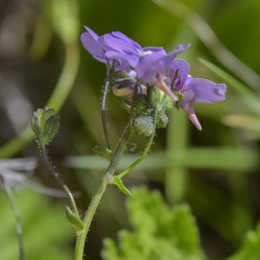 Nemesia caerulea