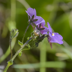 Nemesia caerulea